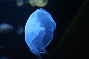 Bardzo ciekawa ekspozycja meduz